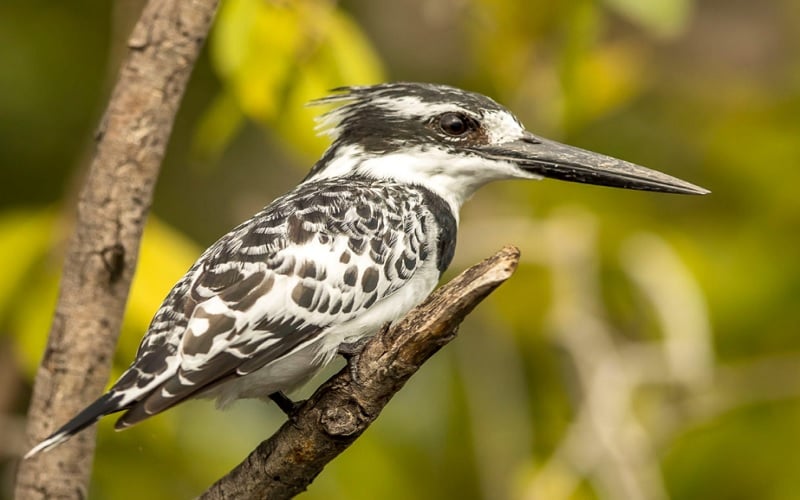 Birding Safaris at &Beyond Phinda Private Game Reserve